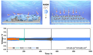 Graphical abstract: Enhancing zinc anode stability via dual-additive electrolyte engineering