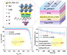 Graphical abstract: Fluorescent hole-selective contact for ultraviolet-stable inverted perovskite solar cells