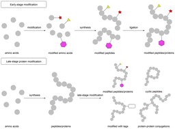 Graphical abstract: Recent developments in late-stage protein modification