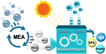 Graphical abstract: Monoethanolamine and microalgae collaboration enhances carbon sequestration and accumulation of high-value eicosapentaenoic acid