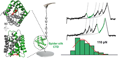 Graphical abstract: Exceptional mechanical stability of the spider silk C-terminal domain