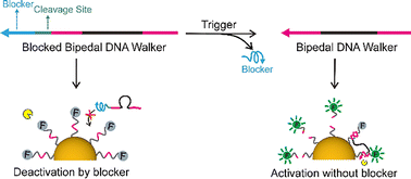 Graphical abstract: A signal amplifier engineered with a cleavable stochastic bipedal DNA walker
