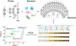 Graphical abstract: A viologen-based optical sensor array for discriminating bacteria