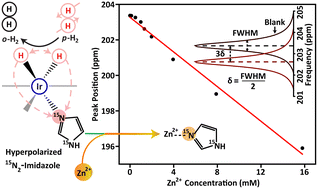 Graphical abstract: SABRE-SHEATH hyperpolarized 15N2-imidazole for Zn2+ sensing