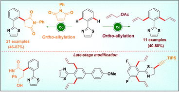 Graphical abstract: Cobalt(iii)-catalyzed C–H functionalization of 2-arylthiazoles with maleimides or allyl acetate