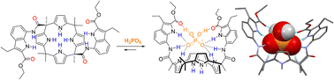 Graphical abstract: A calix[4]pyrrole functionalized with an amidoindole ester for the selective recognition of the dihydrogen phosphate anion