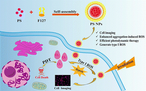 Graphical abstract: Molecular design of NIR type I phenothiazine-based photosensitizers with aggregation-enhanced ROS generation for effective photodynamic therapy applications