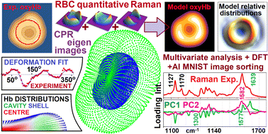 Graphical abstract: Red blood cell Raman microscopy: modelling sub-cellular biochemistry