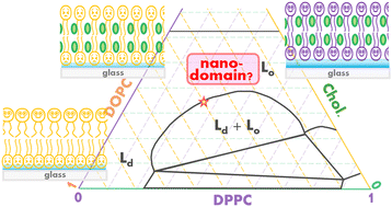 Graphical abstract: A macroscopically homogeneous lipid phase exhibits leaflet-specific lipid diffusion in a glass-supported lipid bilayer