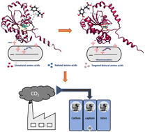 Graphical abstract: Intrinsic proton transfer activation of l-DOPA encoded carbonic anhydrase for efficient CO2 sequestration