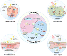 Graphical abstract: Cuproptosis: mechanisms and nanotherapeutic strategies in cancer and beyond