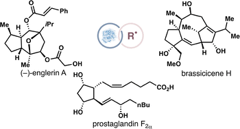 Graphical abstract: Combining biocatalytic and radical retrosynthesis for efficient chemoenzymatic synthesis of natural products