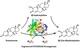 Graphical abstract: Rationally engineering an H2O2-dependent P450 dihydroxylase for steroid functionalisation
