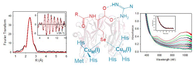 Graphical abstract: The binuclear copper state of peptidylglycine monooxygenase visualized through a selenium-substituted peptidyl-homocysteine complex