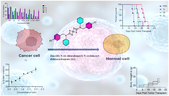 Graphical abstract: Structural insights and in vitro and in vivo anticancer evaluation of dithiocarbamate-based metal complexes against murine lymphoma