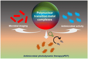 Graphical abstract: Polynuclear transition metal complexes: emerging agents for bacterial imaging and antimicrobial therapy