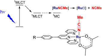 Graphical abstract: Photo-release of acetonitrile in ruthenium(ii) complexes with various substituted terpyridine ligands
