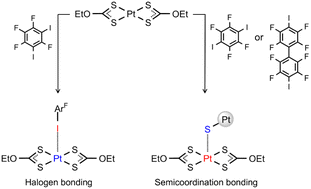 Graphical abstract: Engineering metal site behavior: electrophilic-nucleophilic dualism in square-planar platinum(ii) through geometry-controlled switching