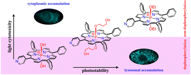Graphical abstract: Game of ligands: tuning the photodynamic activity of P(v) porphyrins in aqueous media