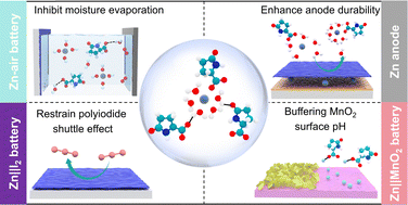 Graphical abstract: An electrochemically paralleled biomass electrolyte additive facilitates the integrated modification of multi-dimensional Zn metal batteries