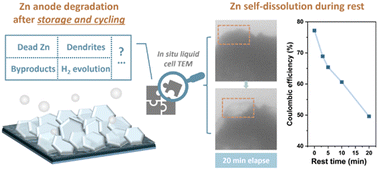 Graphical abstract: Identifying the role of Zn self-dissolution in the anode corrosion process in Zn-ion batteries