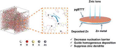 Graphical abstract: Tailored glycol-functionalized mixed-conductive polythiophene coatings enable stable zinc anodes