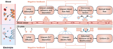Graphical abstract: Bio-inspired hormonic electrolyte: negative feedback for ultra-stable zinc anodes