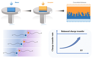 Graphical abstract: Balanced electron and hole transfer behavior enabled approaching 19% efficiency in thick-film organic solar cells with improved fill factor