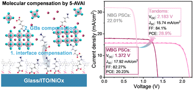 Graphical abstract: In situ molecular compensation in wide-bandgap perovskites for efficient all-perovskite tandem solar cells