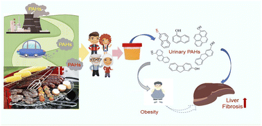 Graphical abstract: Obesity as a mediator in the association between urinary polycyclic aromatic hydrocarbon exposure and liver fibrosis risk in US adults