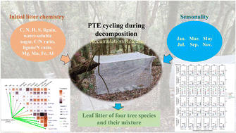 Graphical abstract: Initial litter chemistry and seasonality drive potentially toxic element cycling during decomposition in a subtropical forest: insights from monospecific and mixed litter
