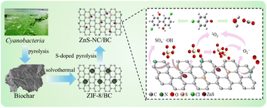 Graphical abstract: Cyanobacteria-derived biochar supported ZIF-8-derived ZnS–NC for superior peroxymonosulfate activation to remove 4-chlorophenol from wastewater