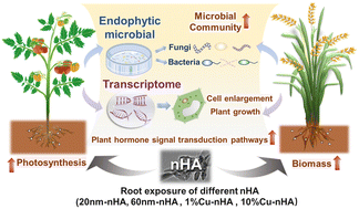 Graphical abstract: Nanoscale phosphorus-based agrochemicals enhance tomato and rice growth via positively modulating the growth-associated gene expression and endophytic microbial community