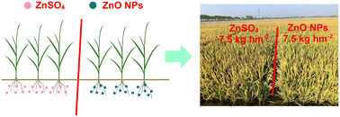 Graphical abstract: Optimizing the basal application dosage of ZnO nanoparticles for enhancing rice yield, rice quality, and zinc content