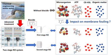 Graphical abstract: Dynamic mechanisms of biocide-mediated biofouling control in two-stage RO systems in wastewater reclamation: efficacy and microbial adaptation