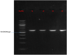 Graphical abstract: Production and optimization of date fruit and honey wines using Saccharomyces cerevisiae isolated from various palm wine sources