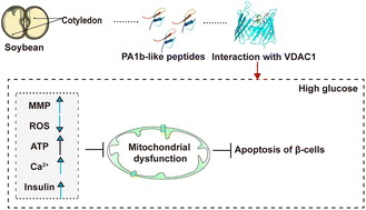 Graphical abstract: PA1b-like peptides alleviate mitochondrial dysfunction induced by glucose toxicity through interaction with VDAC1 in β-cells