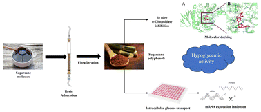 Graphical abstract: Hypoglycemic potential of sugarcane molasses-derived polyphenols: exploring the hypoglycemic mechanisms through in vitro α-glucosidase inhibition and intracellular glucose transport inhibition