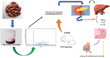Graphical abstract: Deglet Noor date derived polysaccharides lower blood glucose levels and modulate the gut microbiota in a streptozotocin-induced type-1 diabetic mouse model