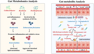 Graphical abstract: Exploring the lipid-lowering effects of cinnamic acid and cinnamaldehyde from the perspective of the gut microbiota and metabolites