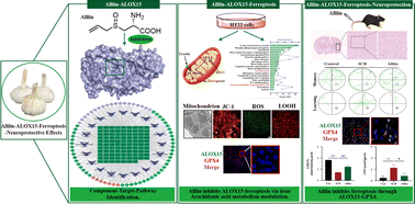 Graphical abstract: Alliin from garlic as a neuroprotective agent attenuates ferroptosis in vitro and in vivo via inhibiting ALOX15