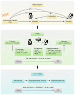 Graphical abstract: Calcium supplementation and the risk of type 2 diabetes