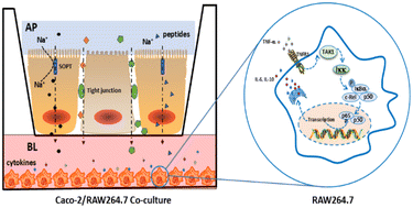Graphical abstract: Absorption and immune-modulating effects of active peptides from Hericium erinaceus proteins in an in vitro gastrointestinal model