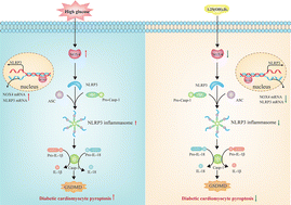 Graphical abstract: Vitamin D improves diabetic cardiomyopathy by inhibiting pyroptosis through the NOX4/NLRP3 inflammasome pathway
