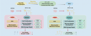 Graphical abstract: Investigating the neuroprotective effects of polyunsaturated fatty acids in egg yolk phospholipids upon oxidative damage in HT22 cells
