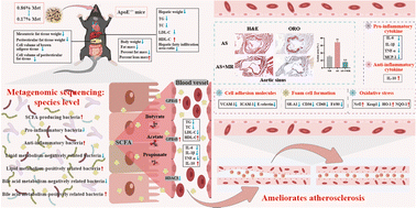 Graphical abstract: Dietary methionine restriction ameliorates atherosclerosis by remodeling the gut microbiota in apolipoprotein E-knockout mice