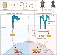 Graphical abstract: Daidzein alleviates CCl4- and BDL-induced liver fibrosis via suppressing the integrin alphaVbeta1/YAP signaling