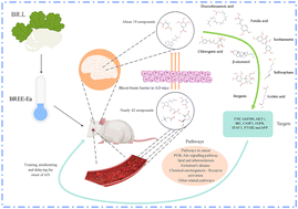 Graphical abstract: Metabolomics and network pharmacology based study of the potential of Brassica rapa L. extract BREE-Ea for the treatment of Alzheimer's disease