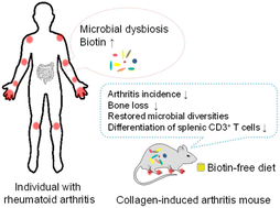 Graphical abstract: A biotin-free diet attenuates the incidence of collagen-induced arthritis and alleviates microbial dysbiosis