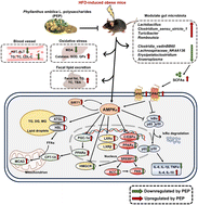 Graphical abstract: Phyllanthus emblica L. polysaccharides mitigate obesity via modulation of lipid metabolism and gut microbiota in high-fat diet-fed mice